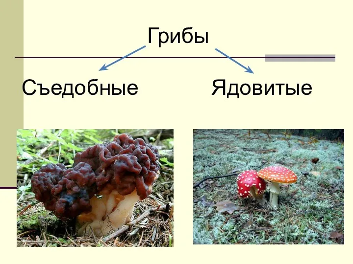 Грибы Съедобные Ядовитые