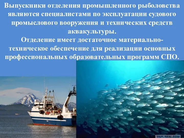Выпускники отделения промышленного рыболовства являются специалистами по эксплуатации судового промыслового
