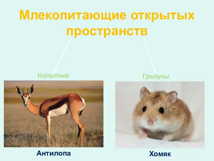 Млекопитающие открытых пространств Копытные Грызуны