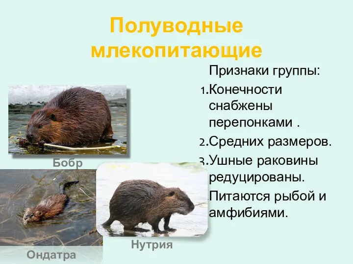 Полуводные млекопитающие Признаки группы: Конечности снабжены перепонками . Средних размеров. Ушные раковины редуцированы.