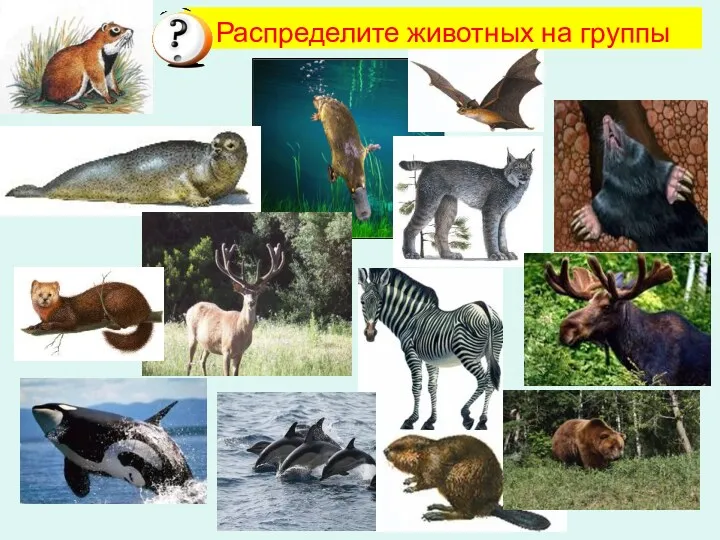 Распределите животных на группы