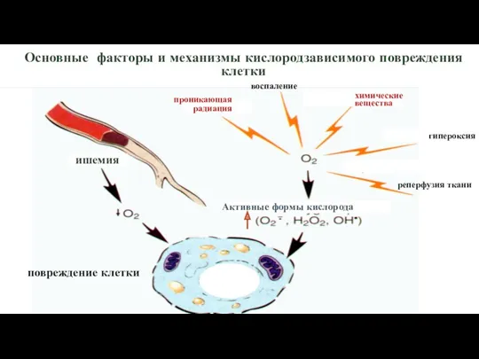 Основные факторы и механизмы кислородзависимого повреждения клетки