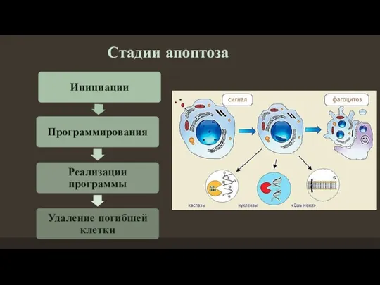 Стадии апоптоза