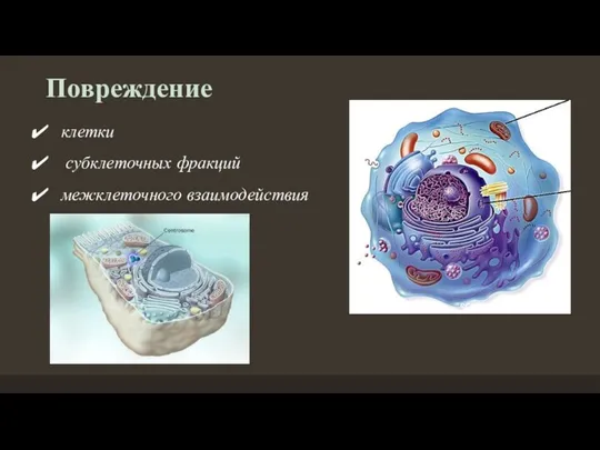 клетки субклеточных фракций межклеточного взаимодействия Повреждение