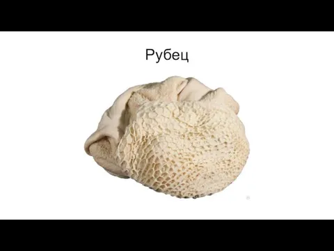 Рубец