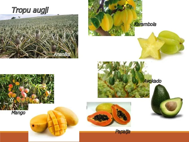 . Tropu augļi Ananāsi Karambola Mango Avokado Papaija
