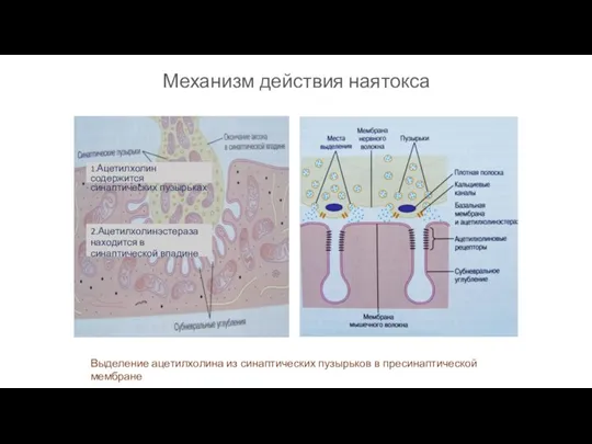 Механизм действия наятокса 1.Ацетилхолин содержится синаптических пузырьках 2.Ацетилхолинэстераза находится в синаптической впадине Выделение