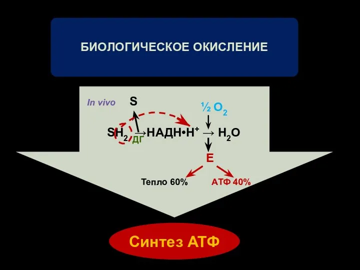 SН2 →НАДН•Н+ → Н2О S ½ О2 Е Тепло 60% АТФ 40% ДГ In vivo