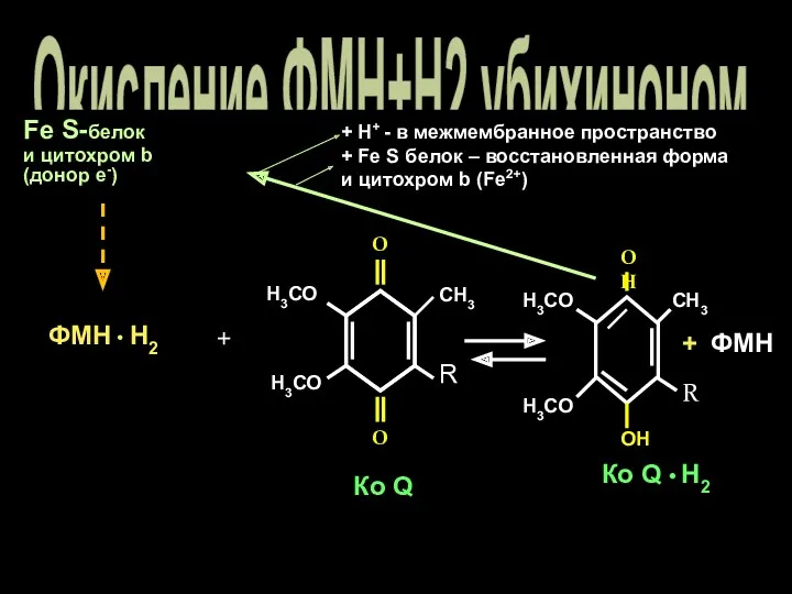 Окисление ФМН+Н2 убихиноном Fe S-белок и цитохром b (донор е-)