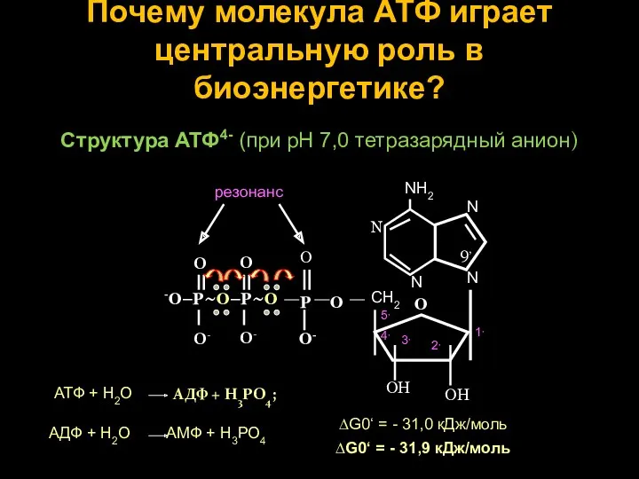 Почему молекула АТФ играет центральную роль в биоэнергетике? Структура АТФ4- (при рН 7,0