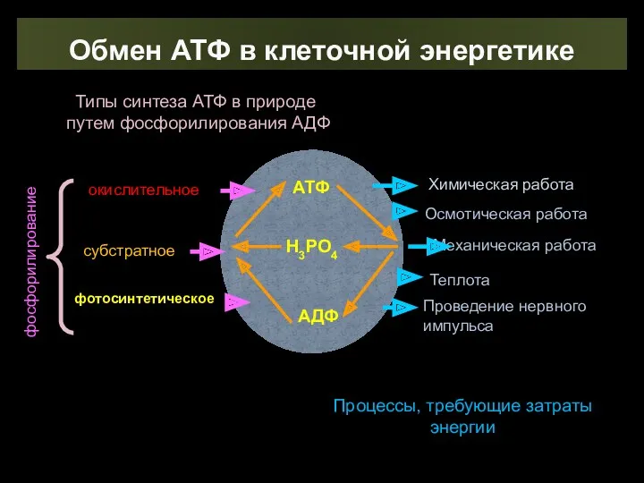 Обмен АТФ в клеточной энергетике АТФ Н3РО4 АДФ фосфорилирование окислительное