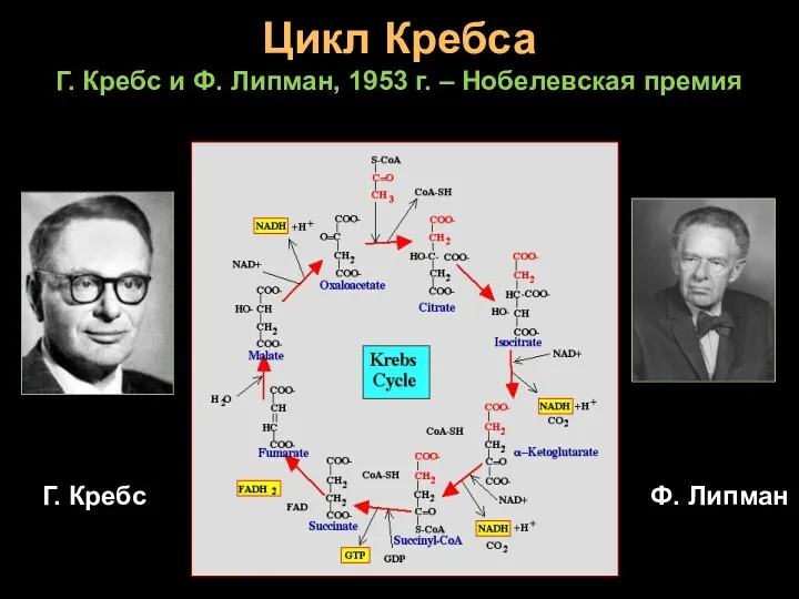 Цикл Кребса Г. Кребс и Ф. Липман, 1953 г. – Нобелевская премия Г. Кребс Ф. Липман