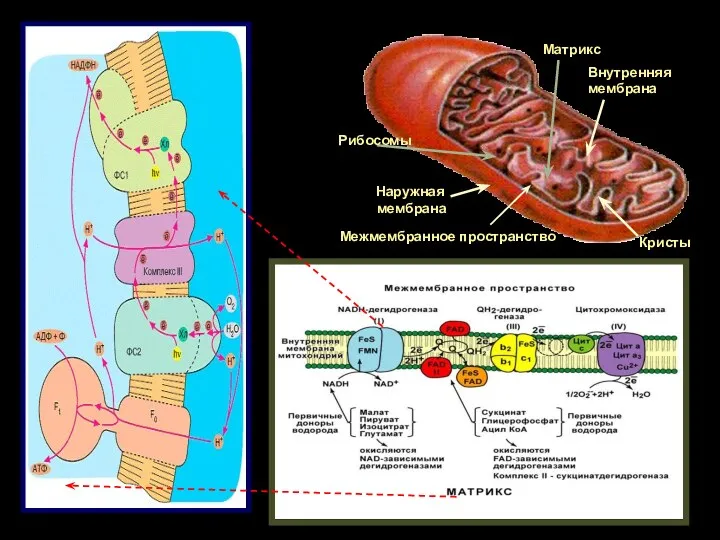 Наружная мембрана Внутренняя мембрана Кристы Межмембранное пространство Рибосомы Матрикс