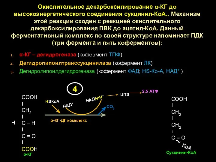 Окислительное декарбоксилирование α-КГ до высокоэнергетического соединения сукцинил-КоА.. Механизм этой реакции сходен с реакцией