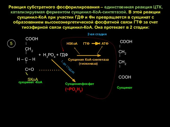 Реакция субстратного фосфорилирования – единственная реакция ЦТК, катализируемая ферментом сукцинил-КоА-синтетазой.