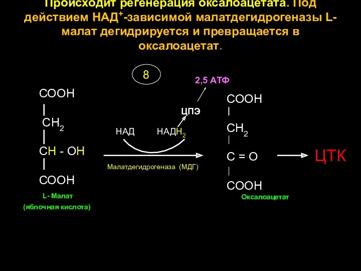 Происходит регенерация оксалоацетата. Под действием НАД+-зависимой малатдегидрогеназы L-малат дегидрируется и превращается в оксалоацетат.