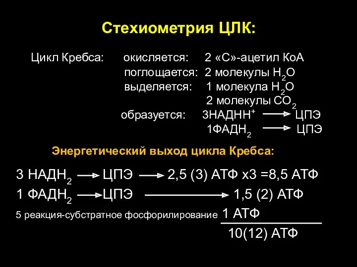 Стехиометрия ЦЛК: 3 НАДН2 ЦПЭ 2,5 (3) АТФ х3 =8,5 АТФ 1 ФАДН2