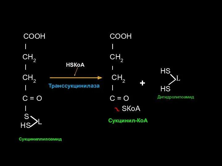 СООН l СН2 l СН2 l С = О l S НS L