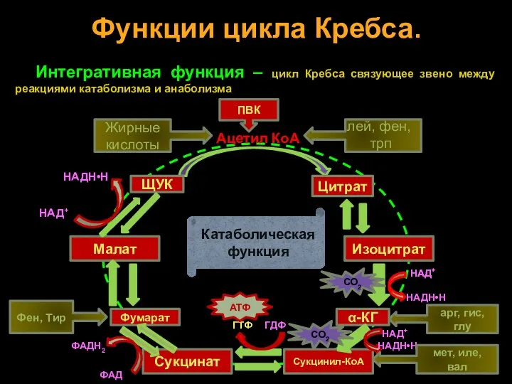 Интегративная функция – цикл Кребса связующее звено между реакциями катаболизма