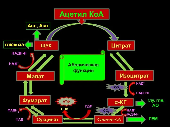 Аболическая функция Ацетил КоА ЩУК Цитрат Изоцитрат α-КГ НАДН•Н СО2