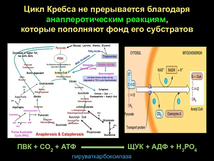 Цикл Кребса не прерывается благодаря анаплеротическим реакциям, которые пополняют фонд его субстратов ПВК