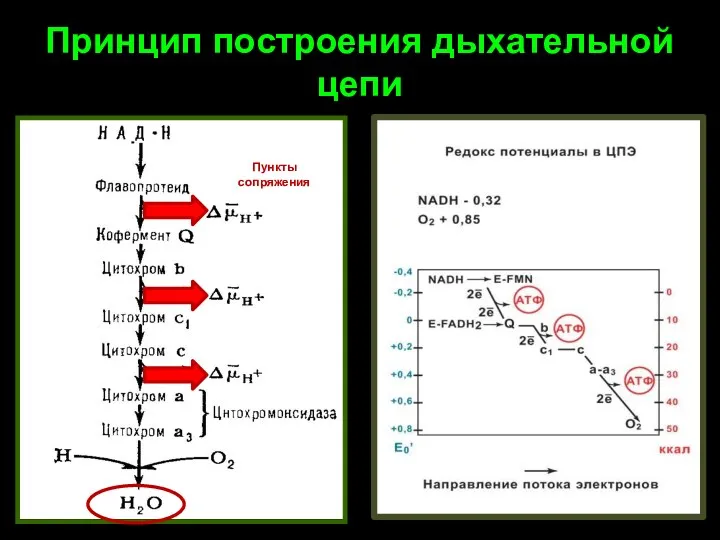 Принцип построения дыхательной цепи Пункты сопряжения