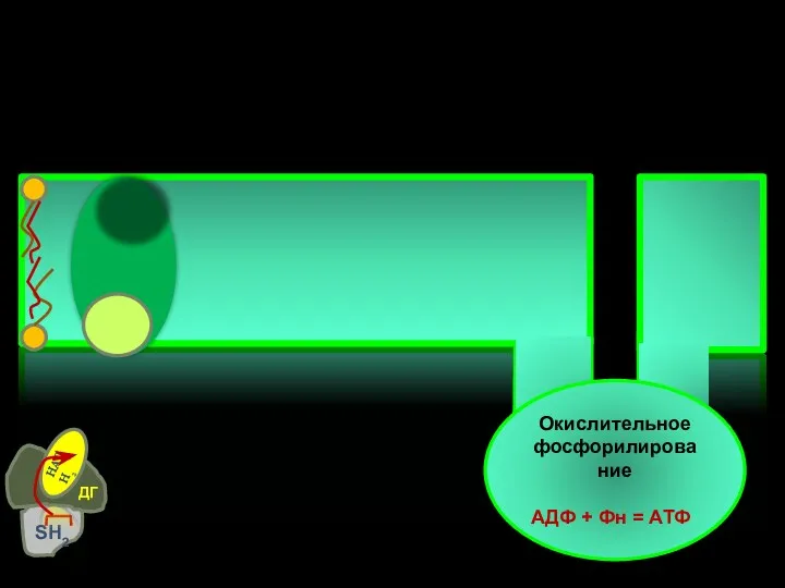 Окислительное фосфорилирование АДФ + Фн = АТФ SH2 НАДН2 ДГ