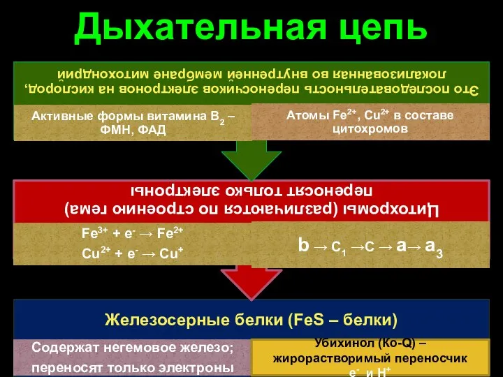 Дыхательная цепь