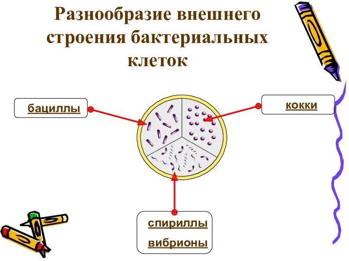 Разнообразие внешнего строения бактериальных клеток