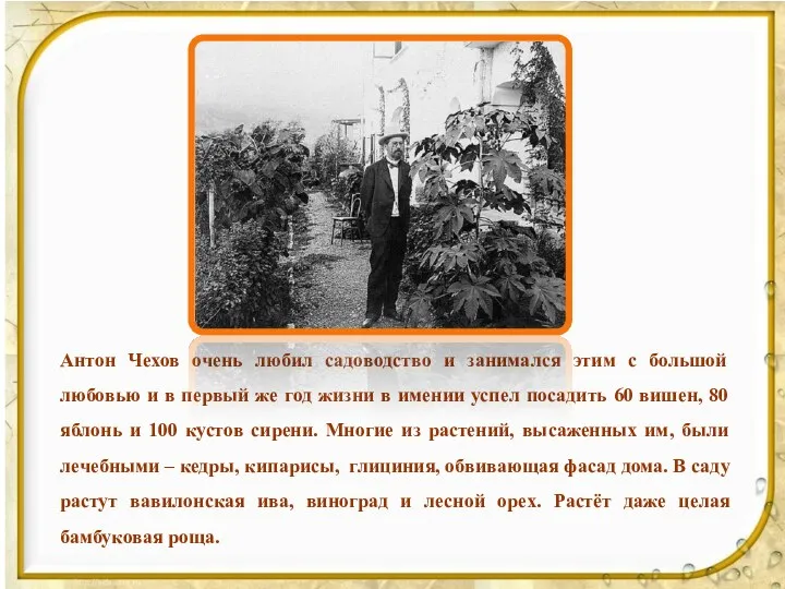 Антон Чехов очень любил садоводство и занимался этим с большой