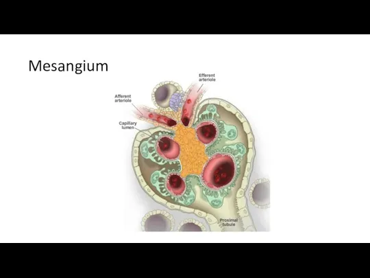 Mesangium