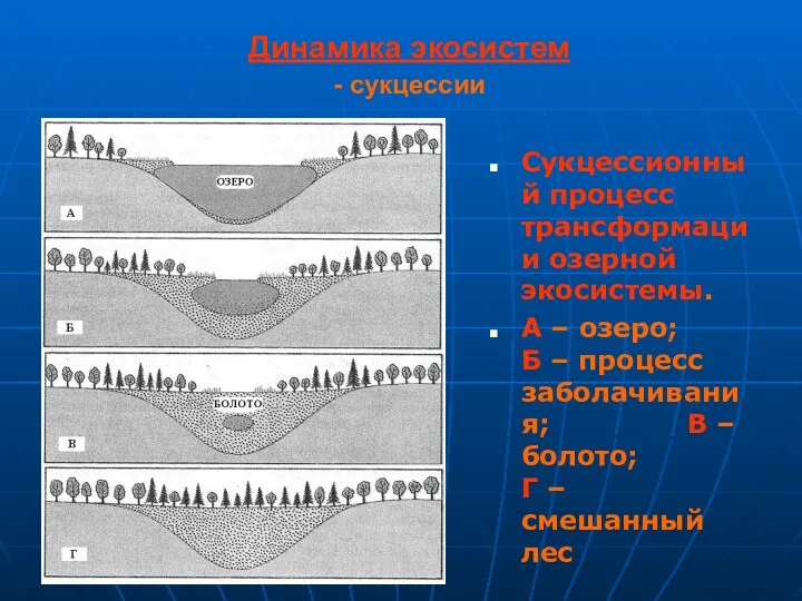 Динамика экосистем - сукцессии Сукцессионный процесс трансформации озерной экосистемы. А