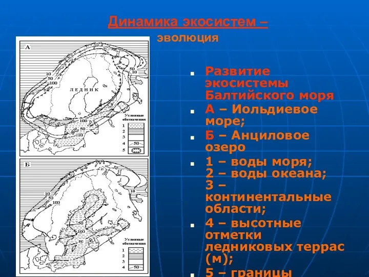 Динамика экосистем – эволюция Развитие экосистемы Балтийского моря А –