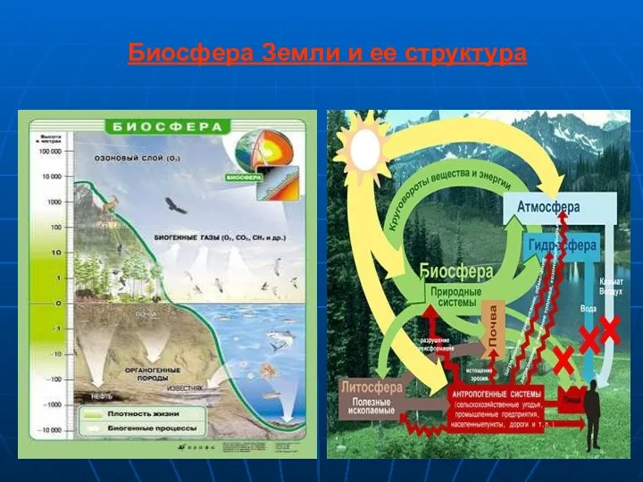 Биосфера Земли и ее структура