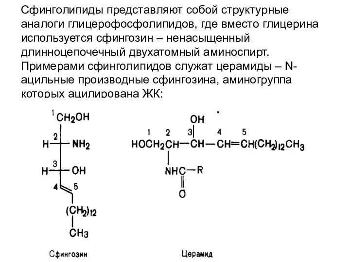 Сфинголипиды представляют собой структурные аналоги глицерофосфолипидов, где вместо глицерина используется