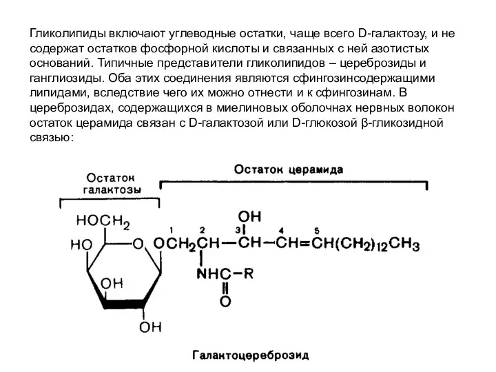 Гликолипиды включают углеводные остатки, чаще всего D-галактозу, и не содержат