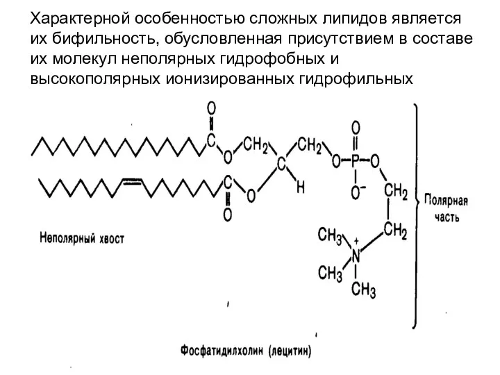 Характерной особенностью сложных липидов является их бифильность, обусловленная присутствием в