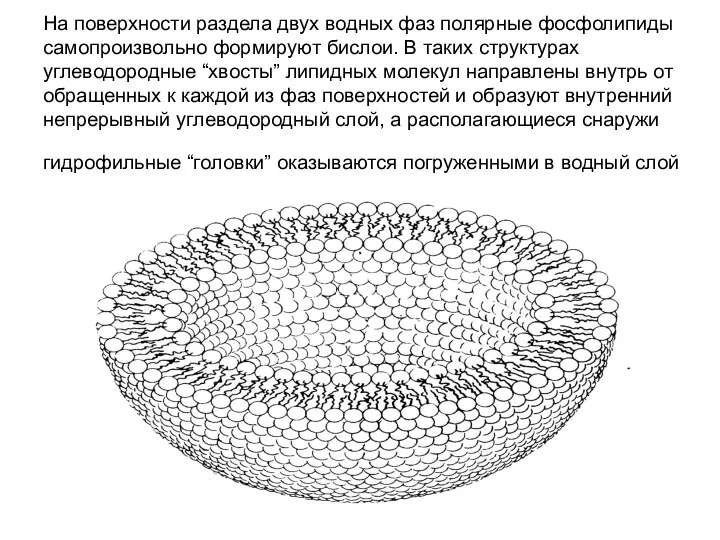 На поверхности раздела двух водных фаз полярные фосфолипиды самопроизвольно формируют