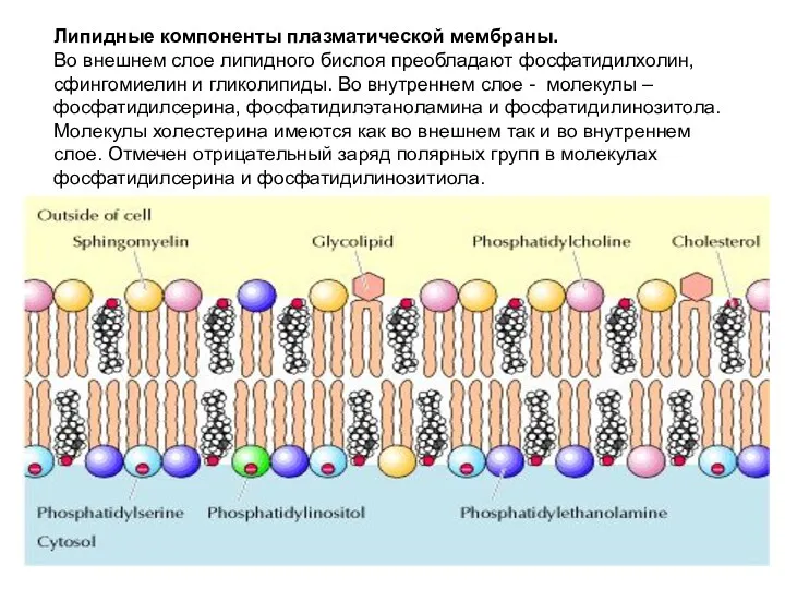 Липидные компоненты плазматической мембраны. Во внешнем слое липидного бислоя преобладают