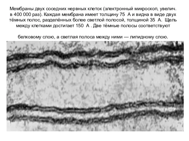 Мембраны двух соседних нервных клеток (электронный микроскоп, увелич. в 400