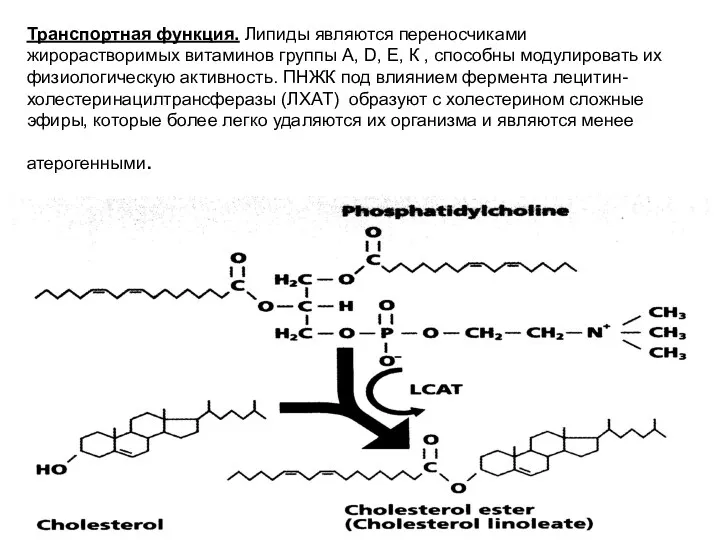 Транспортная функция. Липиды являются переносчиками жирорастворимых витаминов группы А, D,