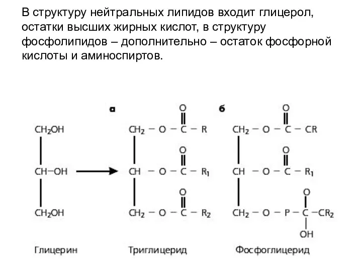 В структуру нейтральных липидов входит глицерол, остатки высших жирных кислот,