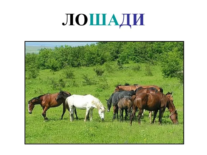 ЛОШАДИ