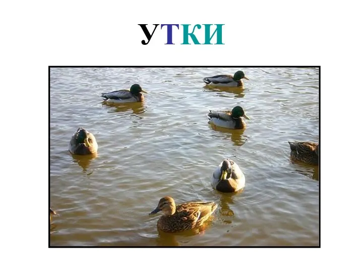 УТКИ