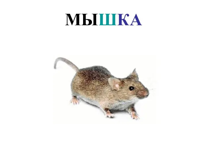 МЫШКА