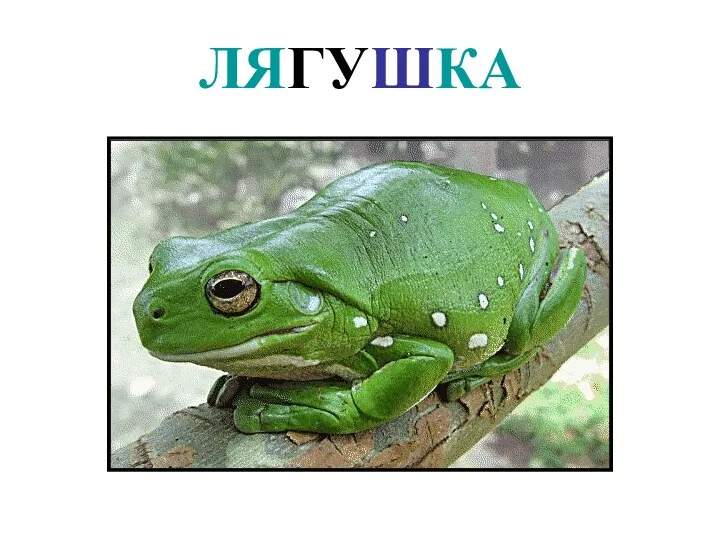 ЛЯГУШКА