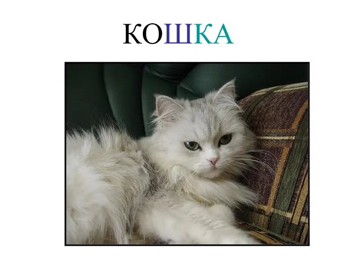 КОШКА