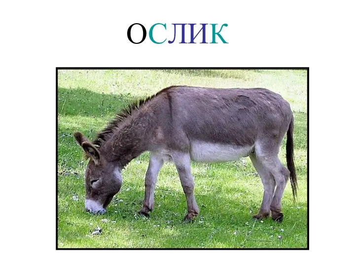 ОСЛИК