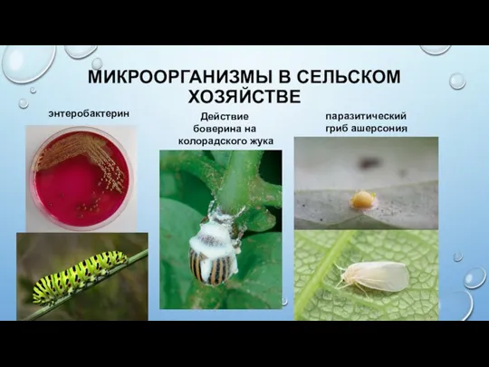 МИКРООРГАНИЗМЫ В СЕЛЬСКОМ ХОЗЯЙСТВЕ энтеробактерин Действие боверина на колорадского жука паразитический гриб ашерсония