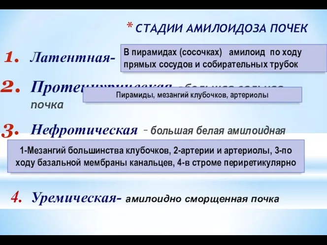 СТАДИИ АМИЛОИДОЗА ПОЧЕК Латентная- Протеинурическая -большая сальная почка Нефротическая – большая белая амилоидная